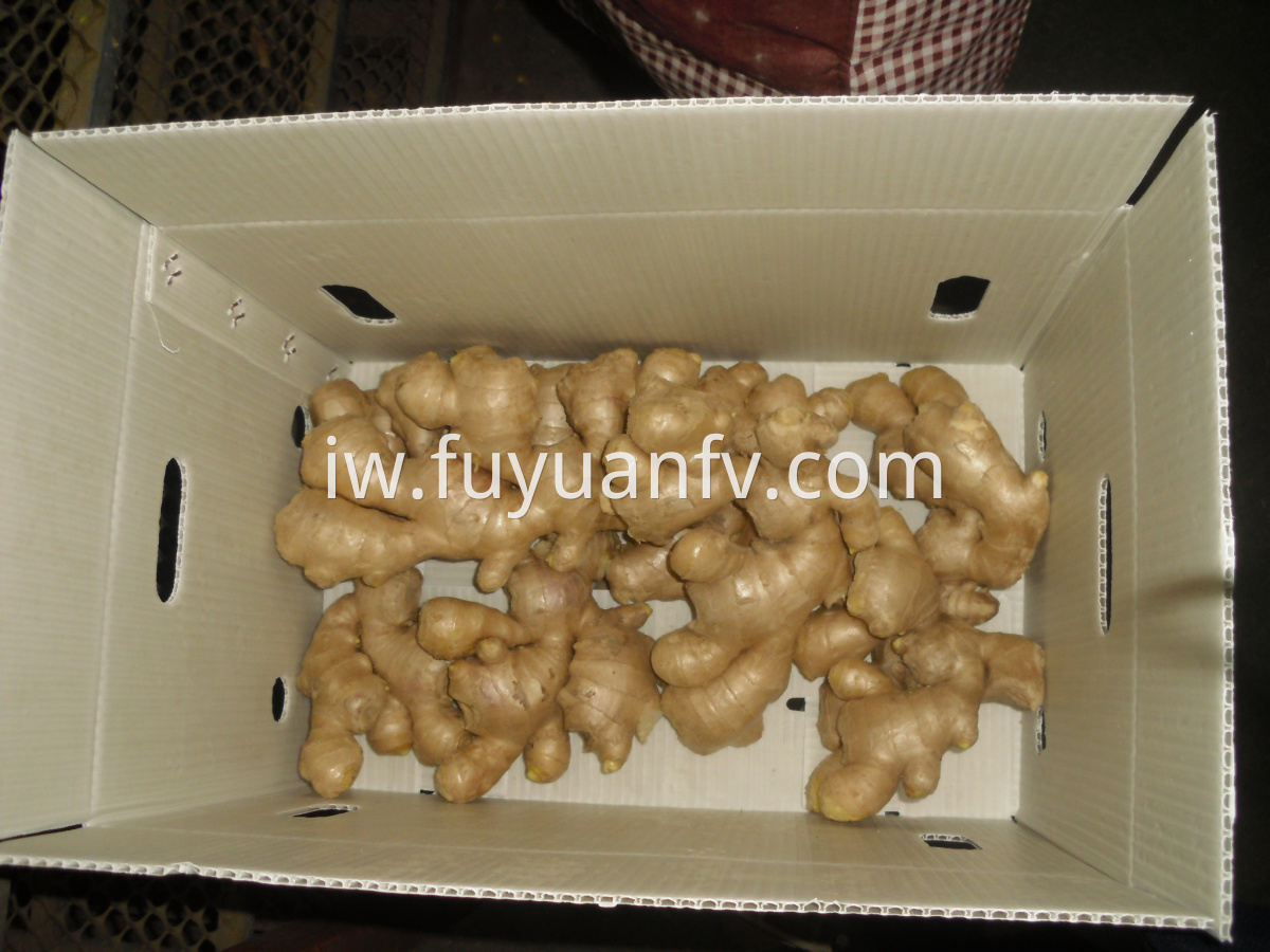 fat air dried ginger